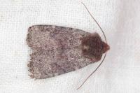 Conistra staudingeri