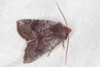 Conistra staudingeri