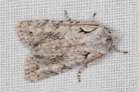 Lithophane ornitopus