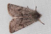 Orthosia incerta