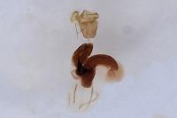 Conistra staudingeri