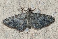 Gymnoscelis rufifasciata