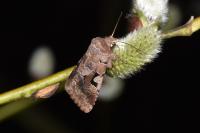 Orthosia gothica