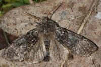 Achlya flavicornis