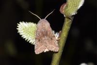 Orthosia incerta