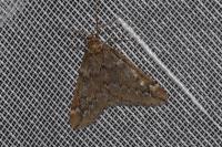 Alsophila aescularia