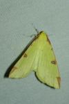 Opisthograptis luteolata