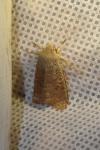 Orthosia cruda