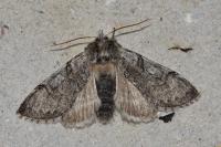 Achlya flavicornis