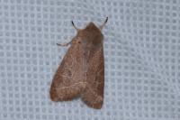 Orthosia cerasi