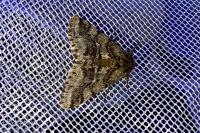 Lycia hirtaria