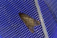 Alsophila aescularia