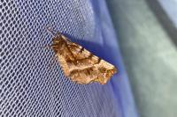Selenia dentaria