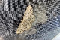 Ectropis crepuscularia