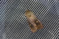 Eupsilia transversa