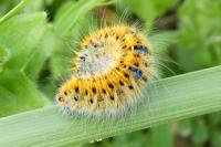 Lasiocampa trifolii trifolii