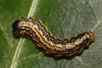 Cydalima perspectalis