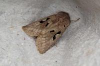 Orthosia gothica