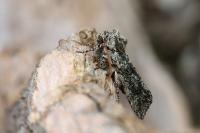 Polyploca ridens