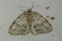 Epirrita