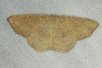 Cyclophora ruficiliaria