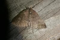 Aleucis distinctata