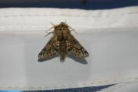 Apocheima hispidaria