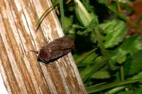 Cerastis rubricosa