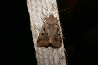 Orthosia gothica