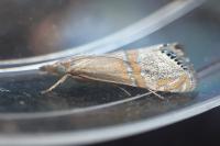 Euchromius bella