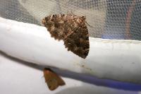 Triphosa dubitata