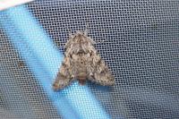Xylocampa areola