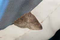 Aleucis distinctata