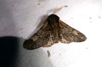 Biston strataria
