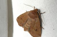 Conistra erythrocephala