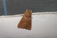 Orthosia miniosa