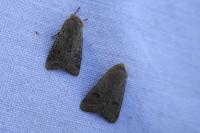 Orthosia cruda
