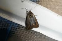 Epimecia ustula