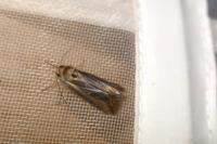 Epimecia ustula