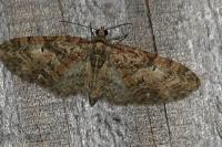 Eupithecia abbreviata