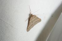 Perigune narbonea