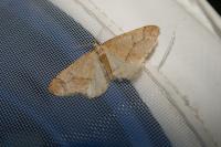 Phigaliohybernia marginaria