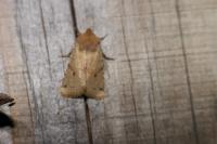 Spudaea ruticilla