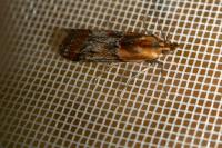 Ancylosis cinnamomella