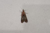 Ancylosis cinnamomella
