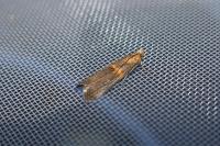 Oxybia transversella