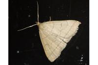 Herminia tarsipennalis