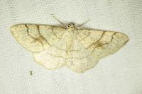 Adactylotis contaminaria