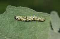 Cucullia verbasci