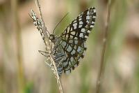 Chiasmia clathrata